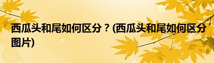 西瓜頭和尾如何區(qū)分？(西瓜頭和尾如何區(qū)分圖片)