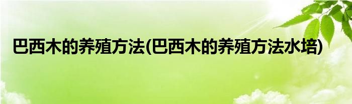 巴西木的養(yǎng)殖方法(巴西木的養(yǎng)殖方法水培)