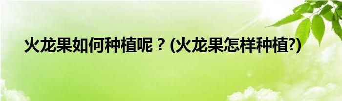 火龍果如何種植呢？(火龍果怎樣種植?)