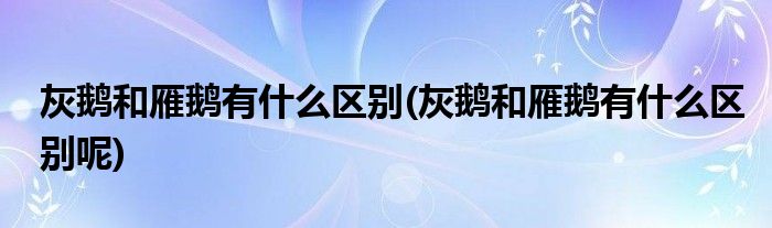 灰鵝和雁鵝有什么區(qū)別(灰鵝和雁鵝有什么區(qū)別呢)