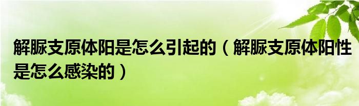 解脲支原體陽(yáng)是怎么引起的（解脲支原體陽(yáng)性是怎么感染的）