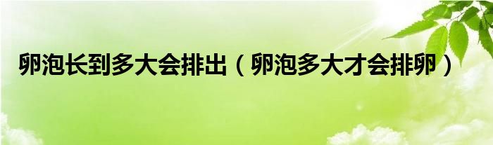 卵泡長到多大會排出（卵泡多大才會排卵）