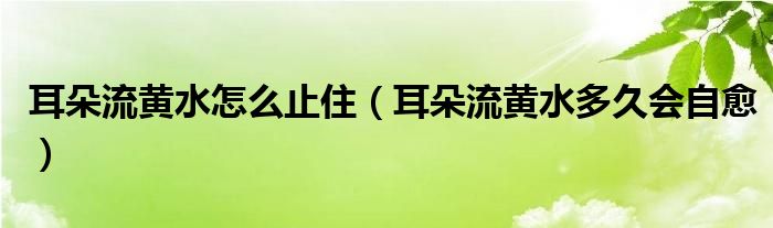 耳朵流黃水怎么止?。ǘ淞鼽S水多久會(huì)自愈）