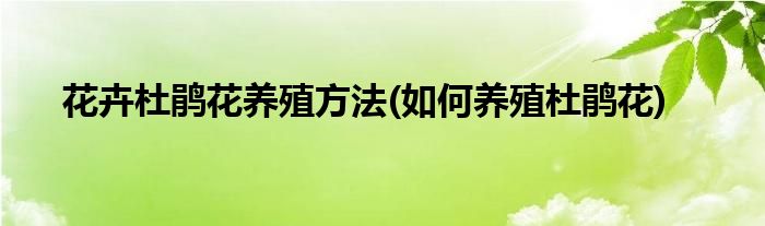 花卉杜鵑花養(yǎng)殖方法(如何養(yǎng)殖杜鵑花)