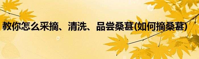 教你怎么采摘、清洗、品嘗桑葚(如何摘桑葚)