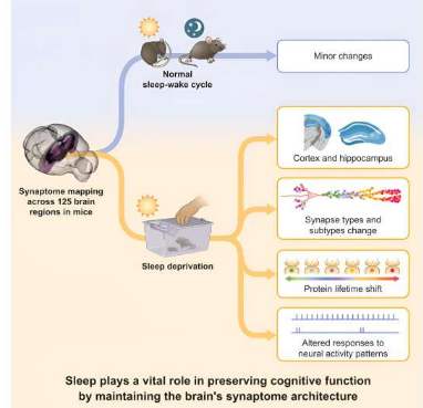 小鼠睡眠不足會(huì)降低大腦突觸多樣性
