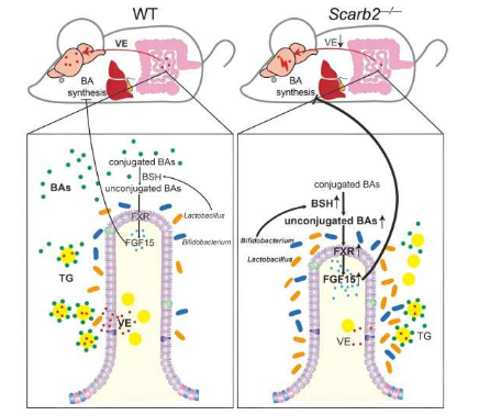 腸道菌群失調(diào)會損害 Scarb2 缺乏癥相關(guān)神經(jīng)退行性疾病中的腸道更新和脂質(zhì)吸收
