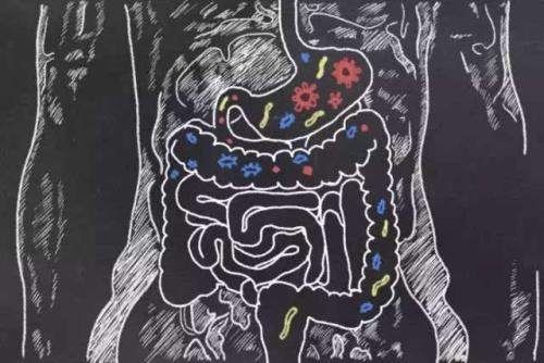 腸道微生物可防止小鼠感染流感病毒