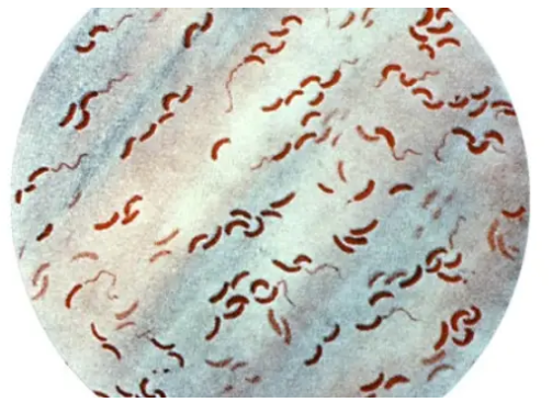 研究人員招募微生物與霍亂感染作斗爭