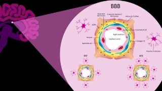 研究人員的分子圖譜繪制了血腦屏障