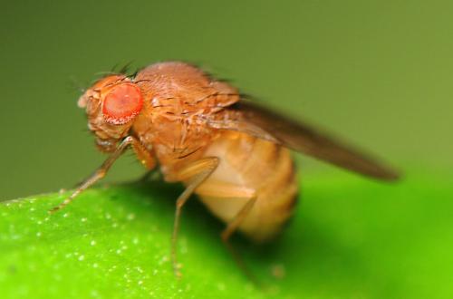 果蠅中改變的微生物組可以推動進(jìn)化變化