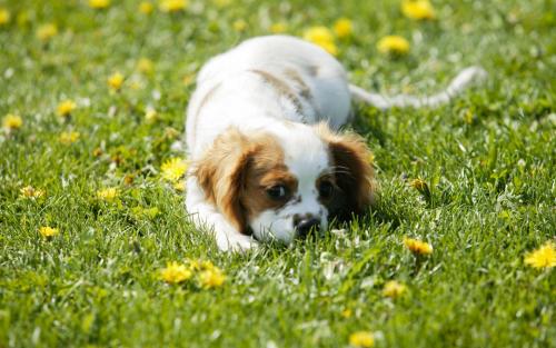 PetSensus和Insilico開展動物健康數(shù)據(jù)以延長寵物的壽命