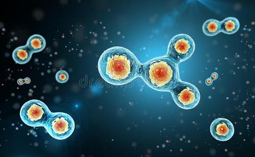 細(xì)胞分裂和染色體不穩(wěn)定過程中的溶酶體功能研究